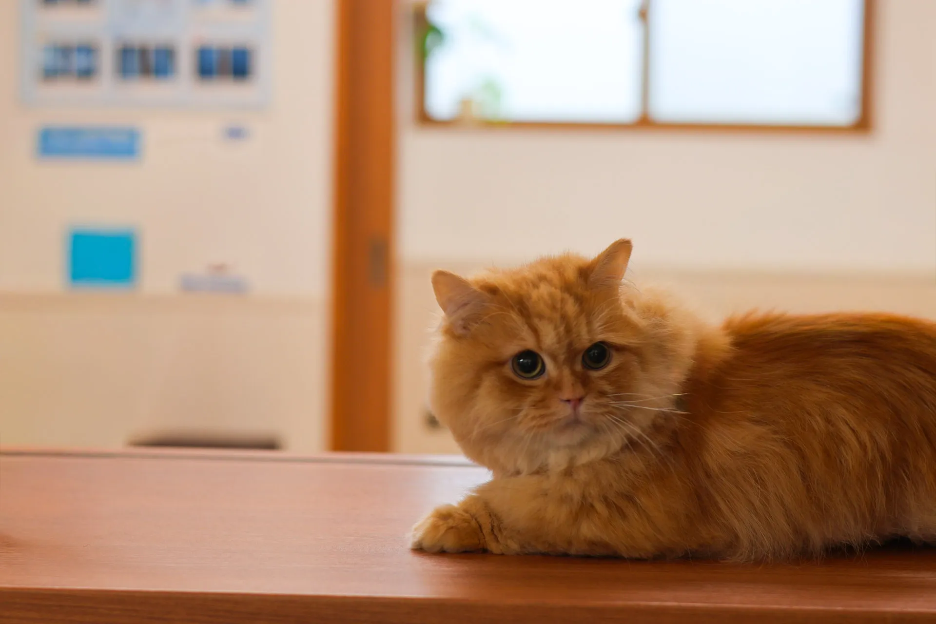 五泉動物病院メインビジュアル画像