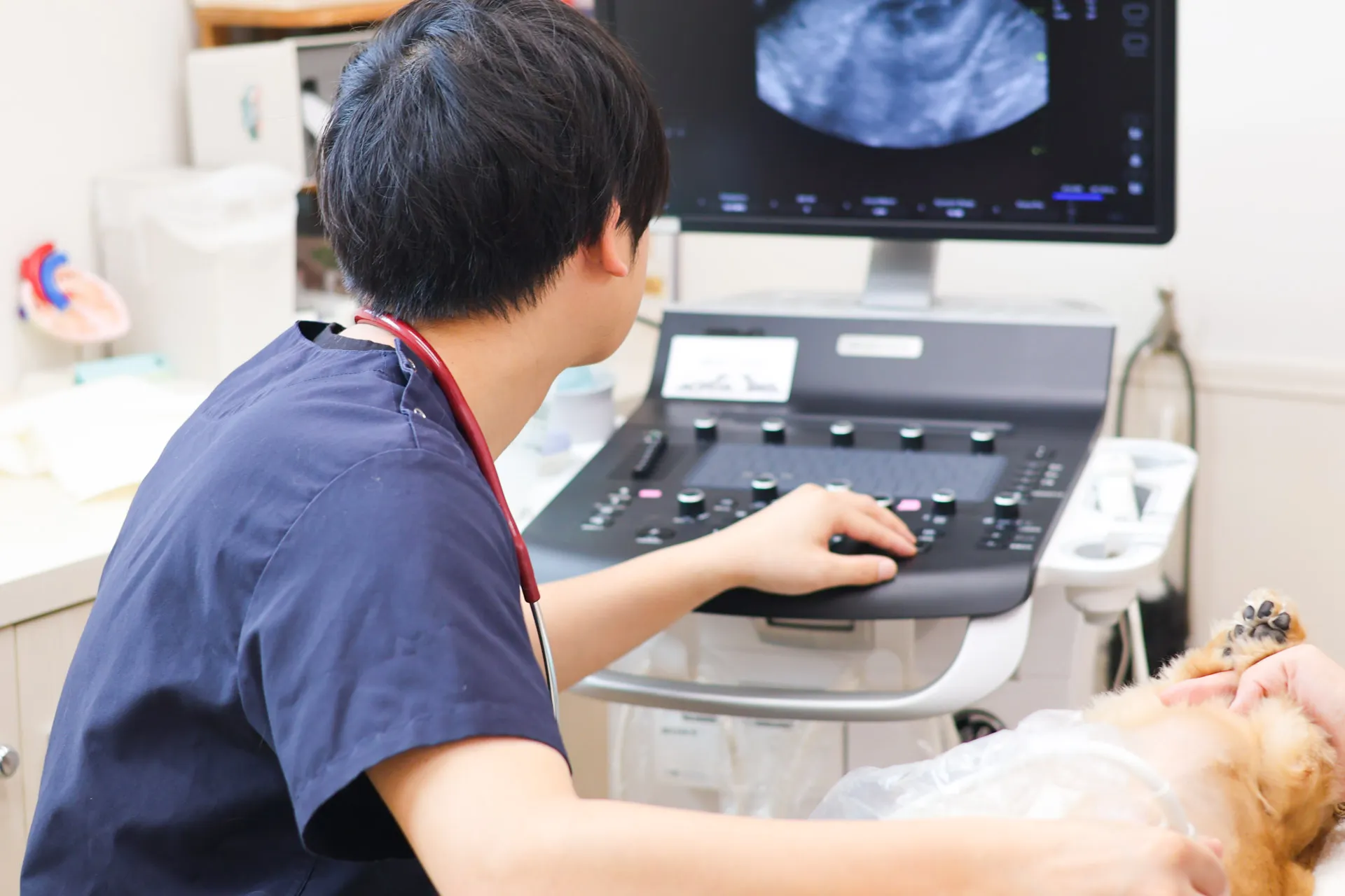 五泉動物病院メインビジュアル画像